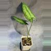 plant/Hapaline celatrix terrarium plant-1-thumbnail