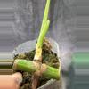 plant/Monstera Aurea borsigiana-1-thumbnail