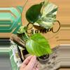 plant/Aurea monstera rooted-0-thumbnail