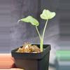 plant/Mint cucuata Alocasia-1-thumbnail