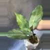 plant/Hapaline appendiculata terrarium plant-1-thumbnail
