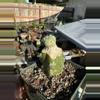 plant/Ortegocactus on Harrisia graft-2-thumbnail
