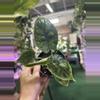 plant/Alocasia dragon mint 4”-0-thumbnail