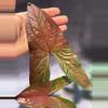 plant/🔥🔥🔥 cyrtosperma johnstonii BIG leaves-0-thumbnail