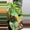 plant/LARGE MONSTERA AUREA-1-thumbnail