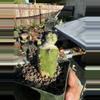 plant/Ortegocactus on Harrisia graft-1-thumbnail