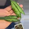 plant/Hapaline celatrix terrarium plant-2-thumbnail