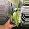 plant/Monstera Mint-0-thumbnail