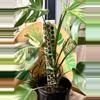 plant/LARGE MONSTERA AUREA-0-thumbnail