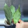 plant/Hapaline appendiculata terrarium plant-0-thumbnail