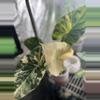 plant/Alocasia CORM only - Regal Shields Albo-0-thumbnail