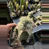 plant/Monstrose Clustering form Mammillaria Schumanii on graft-0-thumbnail