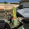 plant/Big Myrtillocalycium on graft-0-thumbnail