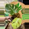 plant/Monstera albo-0-thumbnail