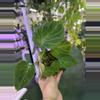 plant/Philodendron verrucosum 3”-0-thumbnail