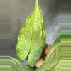 plant/Hapaline appendiculata terrarium plant-2-thumbnail