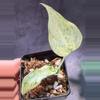 plant/Mint cucuata Alocasia-0-thumbnail