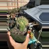 plant/Crested Oreocereus on graft-2-thumbnail
