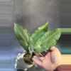 plant/Hapaline appendiculata terrarium plant-3-thumbnail