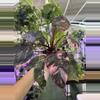 plant/Philodendron ppp marble 6” -0-thumbnail