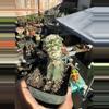 plant/Monstrose Ariocarpus Furfuraceous on graft-1-thumbnail