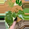 plant/Monstera Thai-0-thumbnail