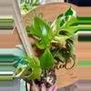 plant/Monstera Ginny-0-thumbnail