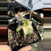 plant/Aztekium Valdezii on graft-0-thumbnail