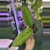 plant/Hoya 3”-0-thumbnail