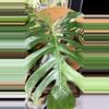 plant/Monstera sport LARGE-1-thumbnail