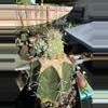 plant/Monstrose Clustering form Mammillaria Schumanii on graft-1-thumbnail