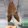 plant/🔥🔥🔥 cyrtosperma johnstonii BIG leaves-3-thumbnail