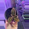 plant/Jewel orchid variegated 4” -0-thumbnail