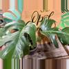 plant/Monstera albo-0-thumbnail