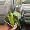 plant/Alocasia Polly Aurea-0-thumbnail