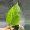 plant/Monstera Aurea borsigiana-0-thumbnail