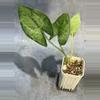 plant/Hapaline tricolor lightly rooted terrarium plant-1-thumbnail