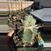 plant/Monstrose Clustering form Mammillaria Schumanii on graft-2-thumbnail