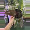 plant/Philodendron ppp 6”-0-thumbnail