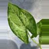 plant/Hapaline tricolor lightly rooted terrarium plant-0-thumbnail