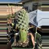 plant/Huge! Monstrose Strombocactus on graft-1-thumbnail