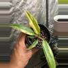 plant/Philodendron Caramel Marble-0-thumbnail