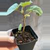 plant/Pink sinbad begonia-1-thumbnail