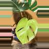 plant/Monstera albo-1-thumbnail