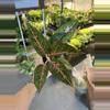 plant/Aglaonema pink moon #1-0-thumbnail