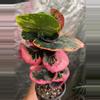 plant/Croton Rose-0-thumbnail