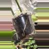 plant/Monstera albo-2-thumbnail