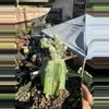 plant/Monstrose Phil McCracken on Graft-1-thumbnail