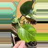 plant/Aurea monstera rooted-1-thumbnail