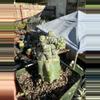 plant/Monstrose Phil McCracken on Graft-0-thumbnail